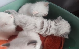 Ragdoll cats for sale: Beautiful ragdolls  - Image 8