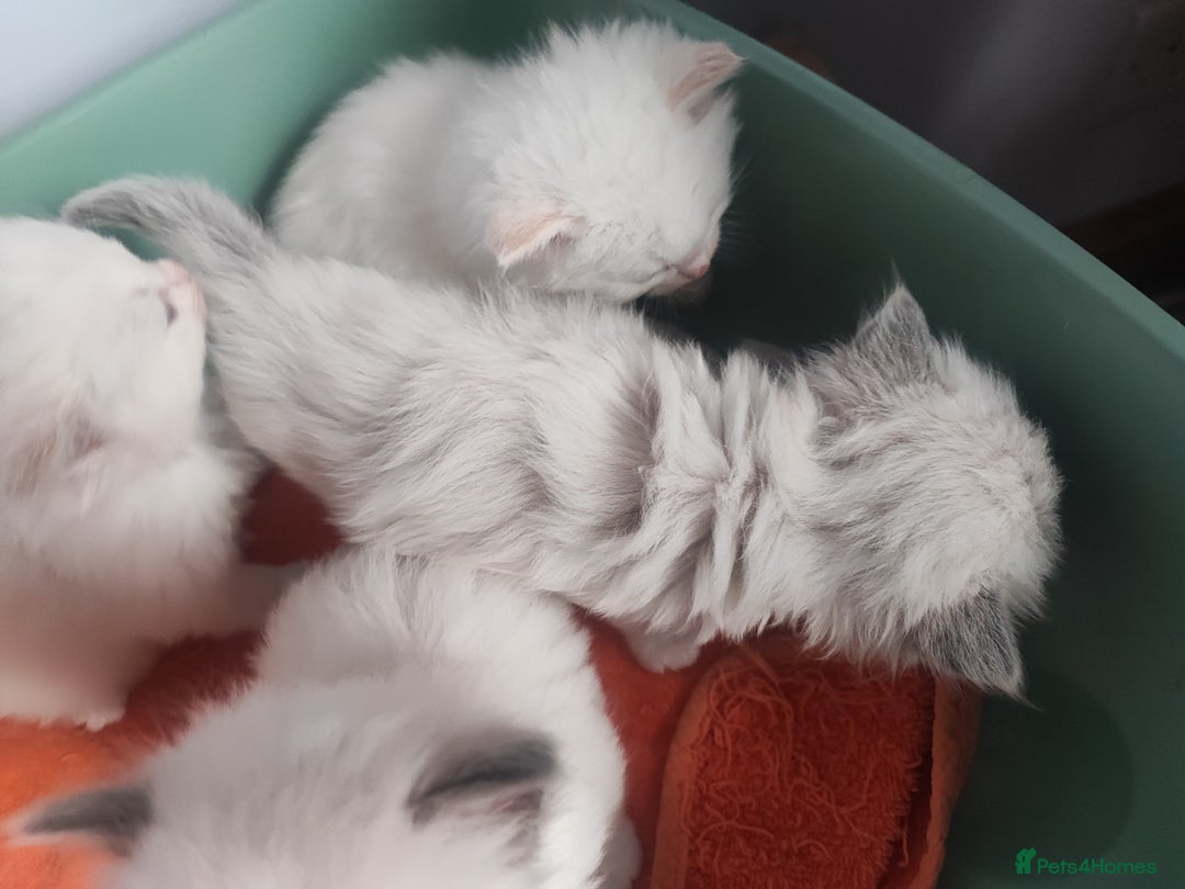 Ragdoll cats for sale: Beautiful ragdolls  - Image 8
