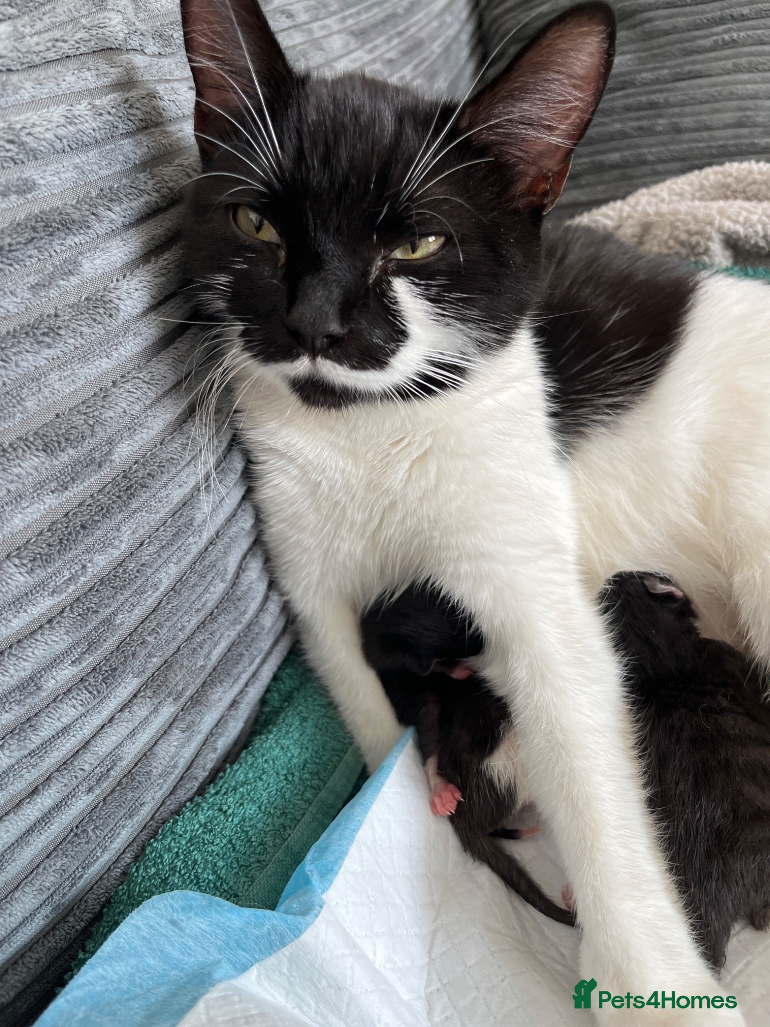 Mixed Breed cats Kittens  - Advert 1