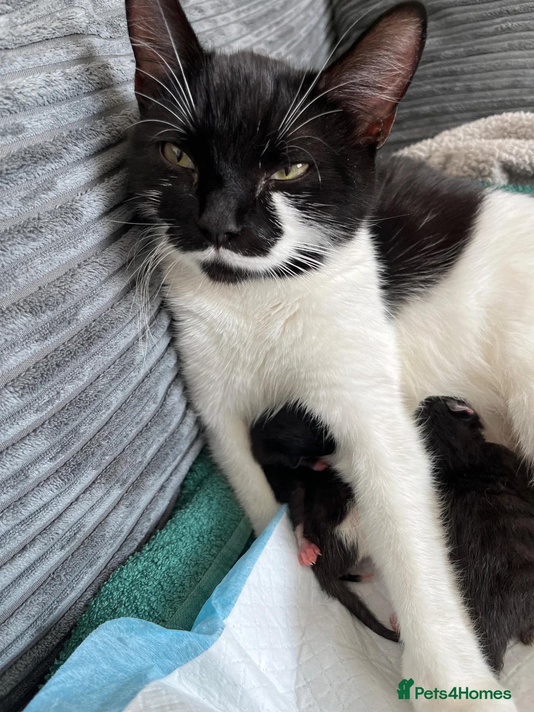 Mixed Breed cats for sale: Kittens  in Middlesbrough - Advert 1