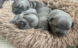 Staffordshire Bull Terrier dogs for sale: Blue Staffordshire bull terrier kc registered ❗️ - Image 35