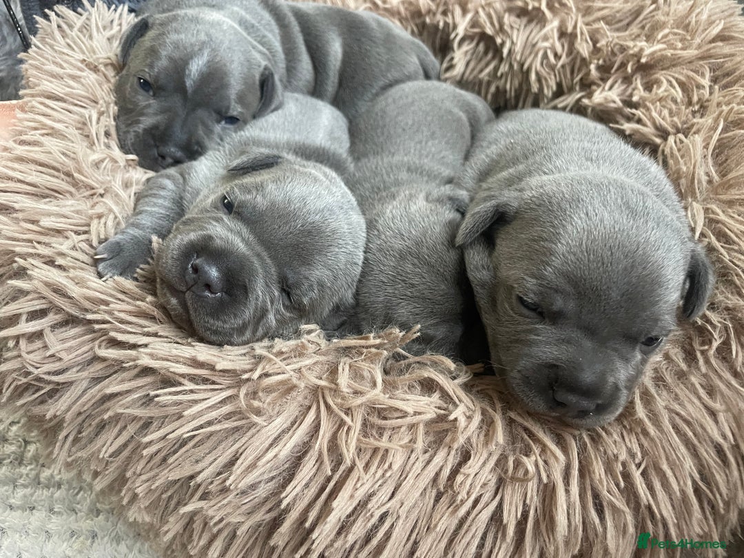 Staffordshire Bull Terrier dogs for sale: Blue Staffordshire bull terrier kc registered ❗️ - Image 35