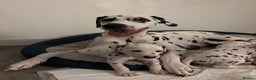 Dalmatian dogs for sale: Stunning mixed litter of Dalmatians  - Advert 8