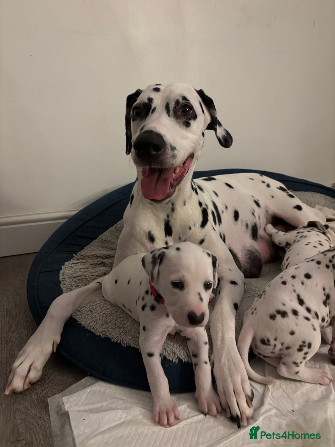 Dalmatian dogs for sale: Stunning mixed litter of Dalmatians  - Image 23