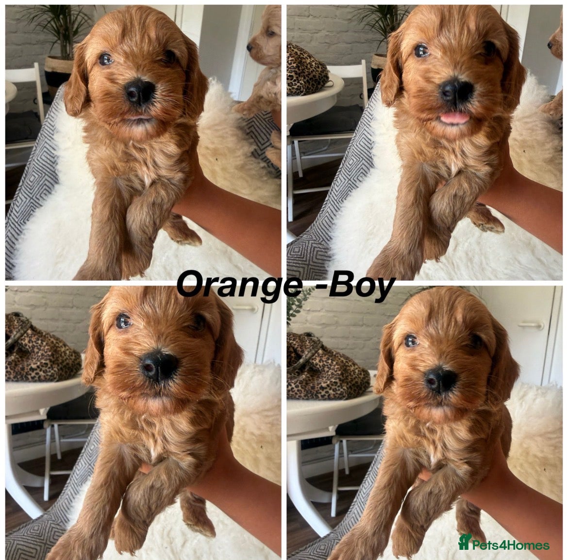 Cavapoo dogs Beautiful Cavopoo pups - Advert 11