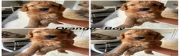 Cavapoo dogs for sale: Beautiful Cavopoo pups - Advert 4
