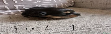 Yorkshire Terrier 1