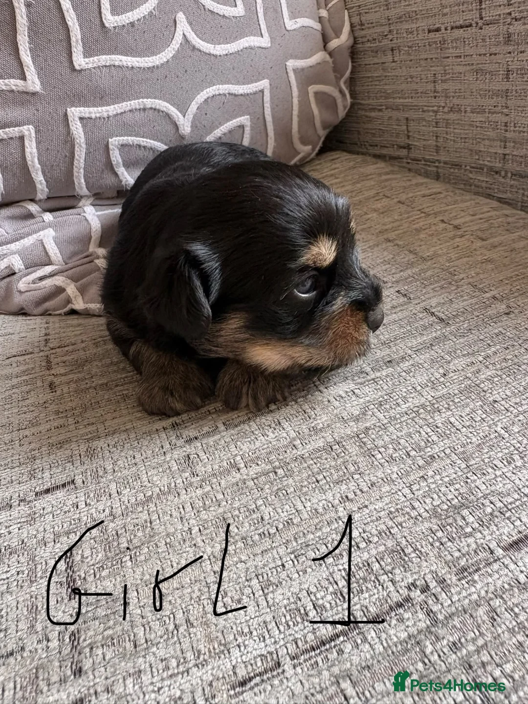 Yorkshire Terrier dogs for sale: Yorkshire terrier puppies - Advert 2