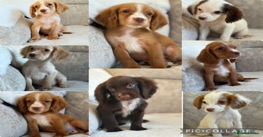 Cocker Spaniel dogs Stunning cocker spaniel puppies  - Advert 11