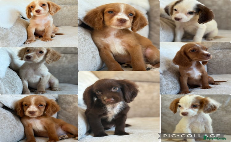 Cocker Spaniel dogs - Advert 16