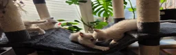 Ragdoll cats for sale: Gorgeous Ragdoll ready to leave 11 July - Advert 4