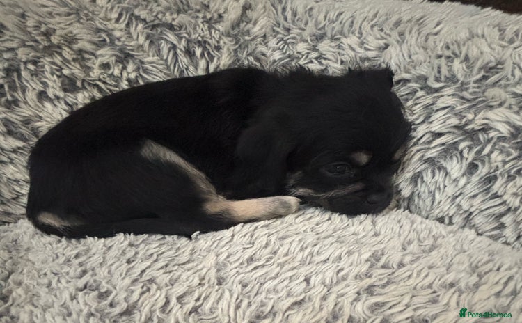 Mixed Breed dogs For sale pug X Bichon frisé puppy’s  - Advert 10