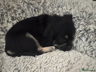 Mixed Breed dogs For sale pug X Bichon frisé puppy’s - Advert 8