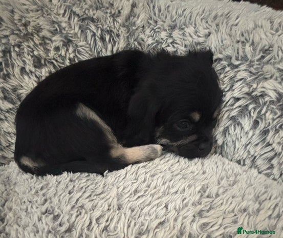 Mixed Breed dogs For sale pug X Bichon frisé puppy’s - Advert 10