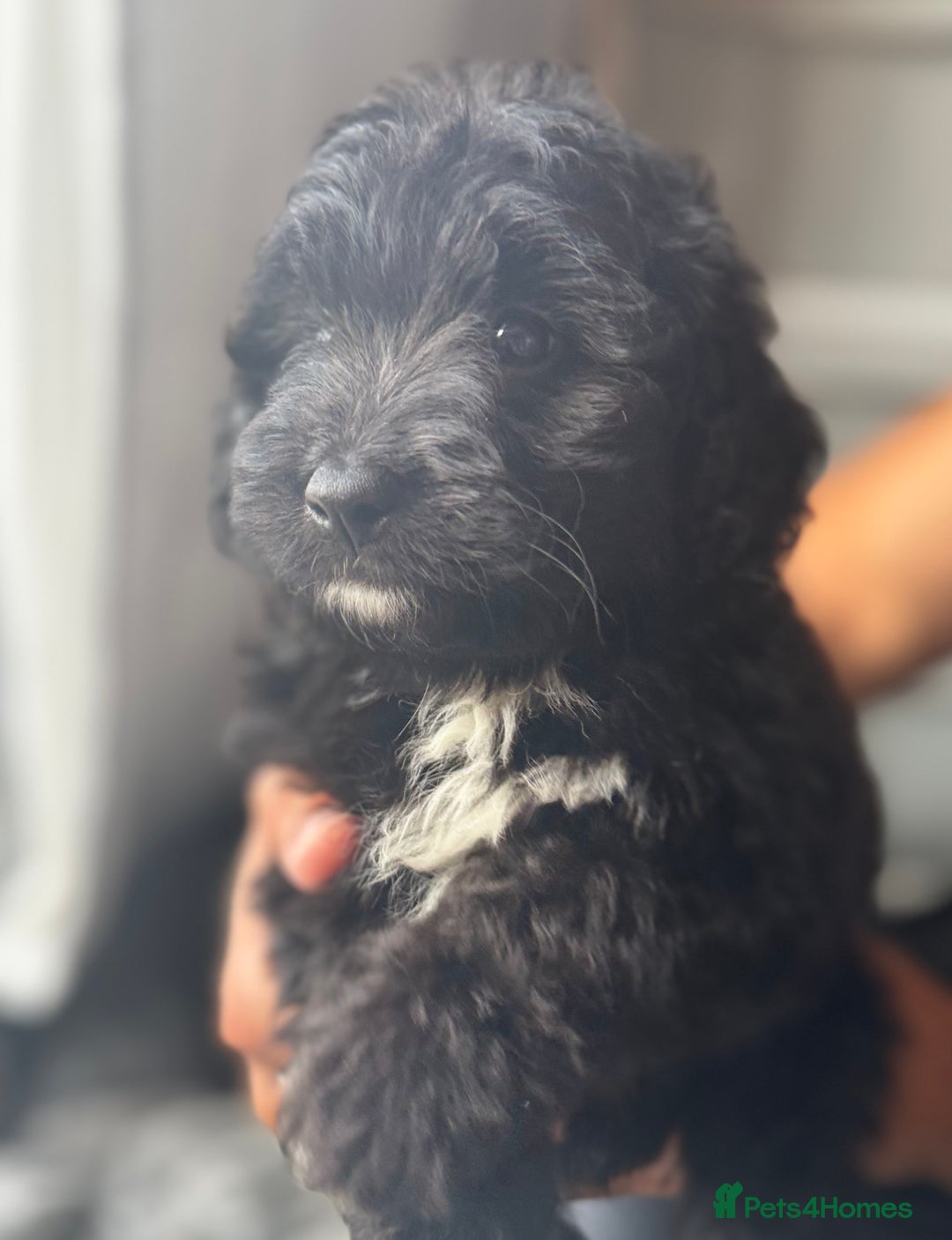 Bernedoodle dogs for sale: 🐾🐶 Stunning chunky bernedoodle babies 🐶🐾 - Image 17