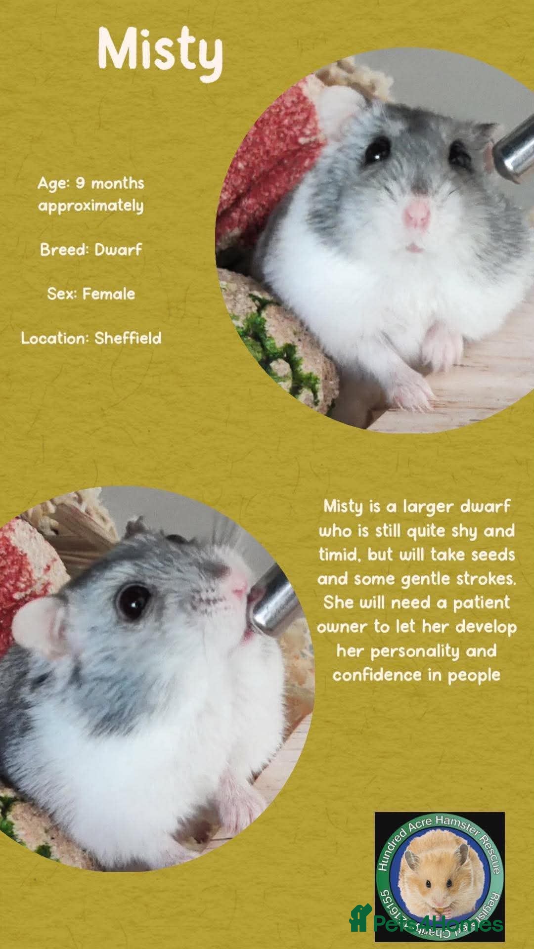 Hamster rodents Hamsters  - Advert 1