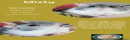 Hamster rodents for sale: Hamsters  - Advert 1