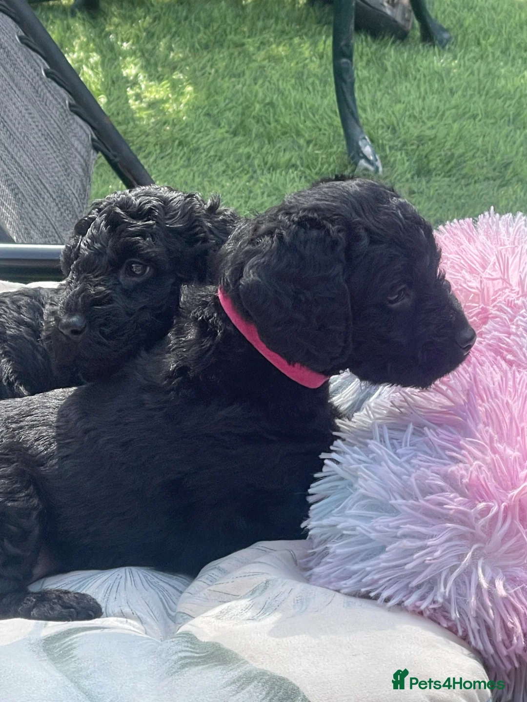 Australian Labradoodle dogs for sale: stunning miniature Labrado doodles - Advert 1