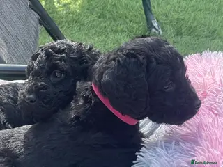 Australian Labradoodle dogs stunning miniature Labrado doodles - Advert 5