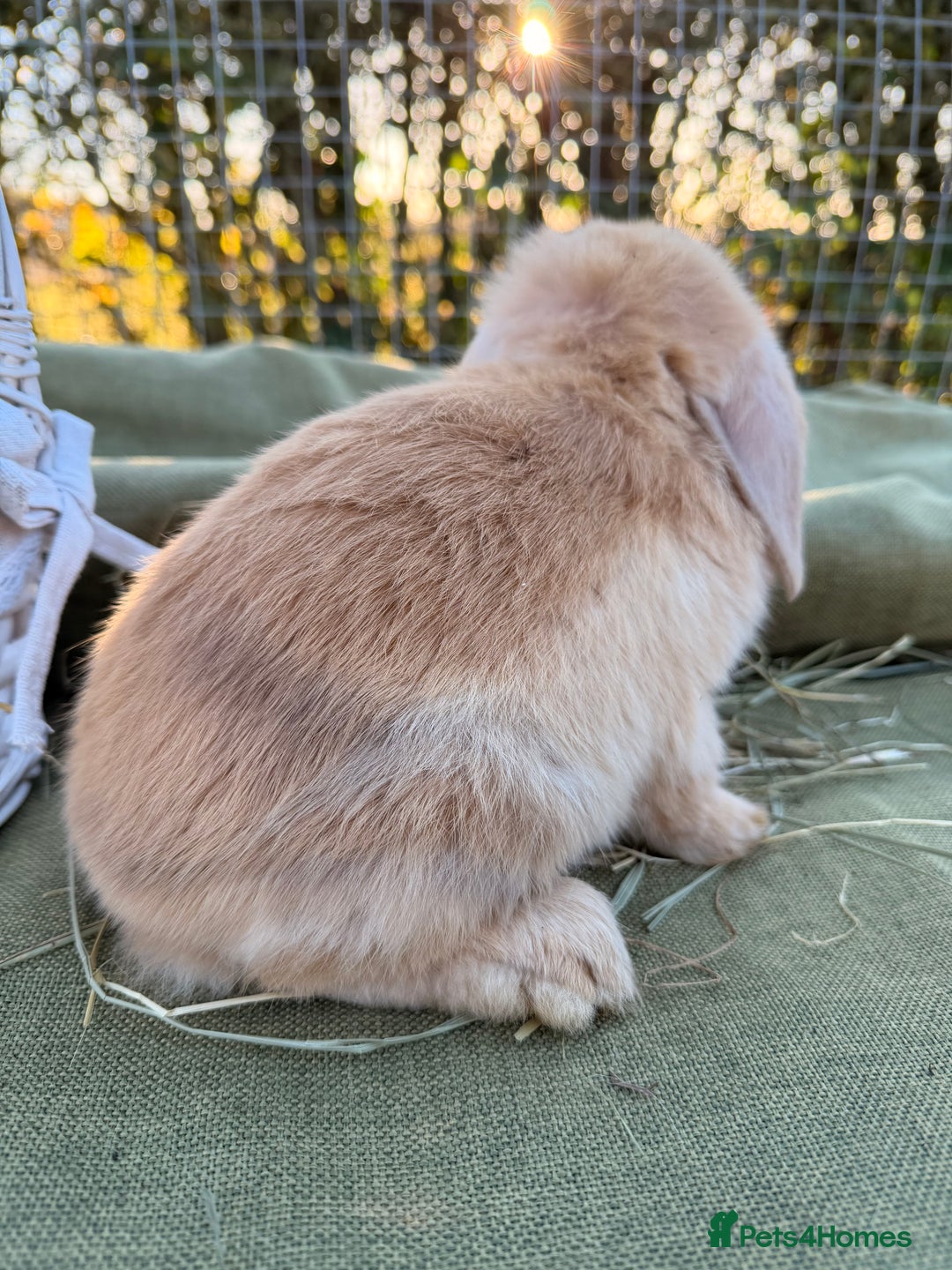 Mini Lop rabbits for sale: Mini Lop bunnies  - Advert 16