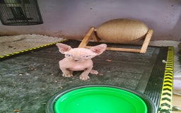 Sphynx cats for sale: I would like a girl and a boy in one family. - Image 2