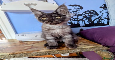 Maine Coon cats - Advert 16