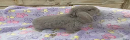 Mini Lion Lop rabbits for sale: Mini lop and mini lion lops - Advert 10