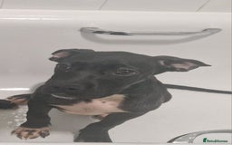 Mixed Breed dogs for sale: Cane corso x only one black girl available  in Paignton - Image 3