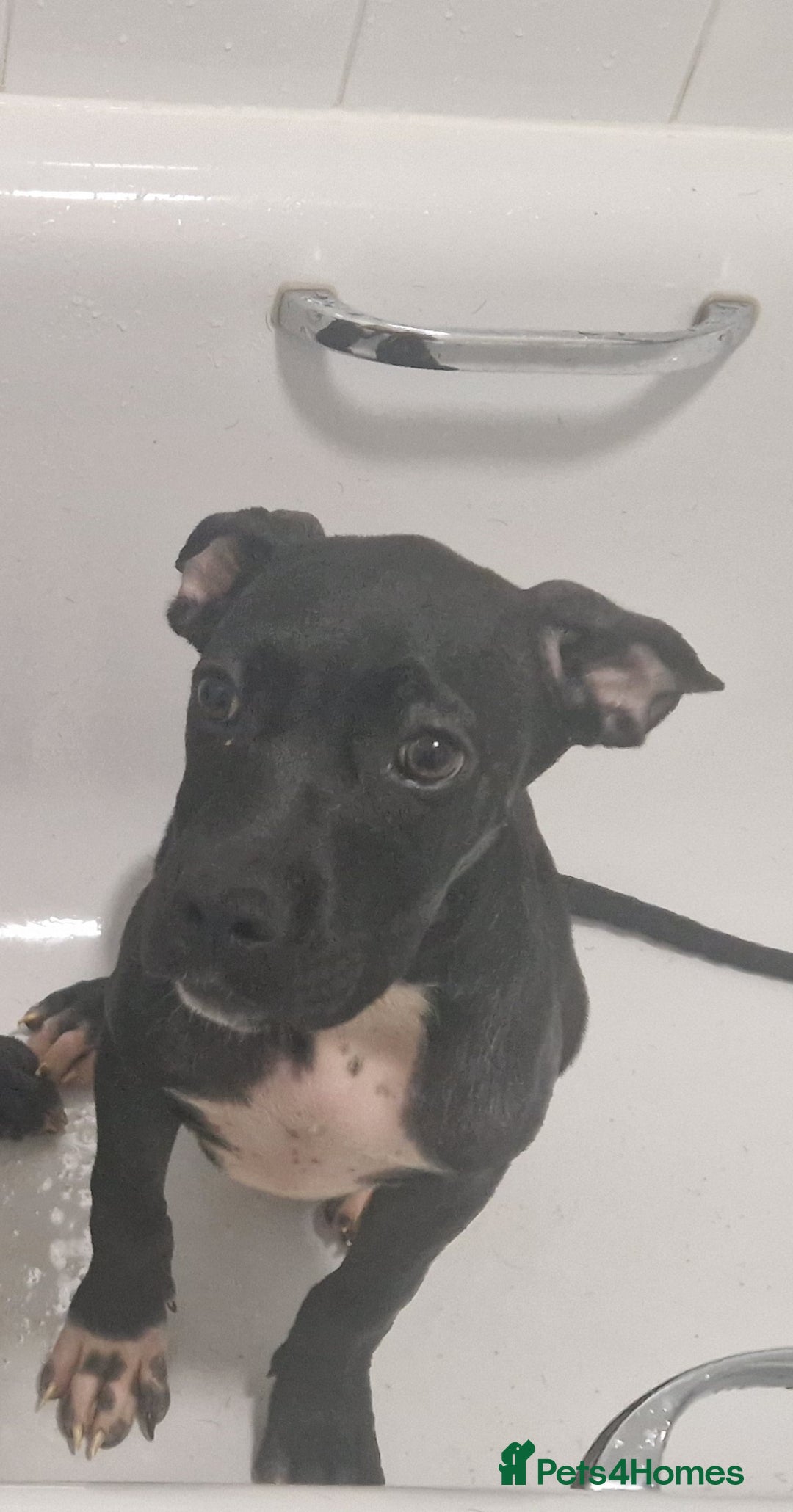 Mixed Breed dogs for sale: Cane corso x only one black girl available  in Paignton - Image 3