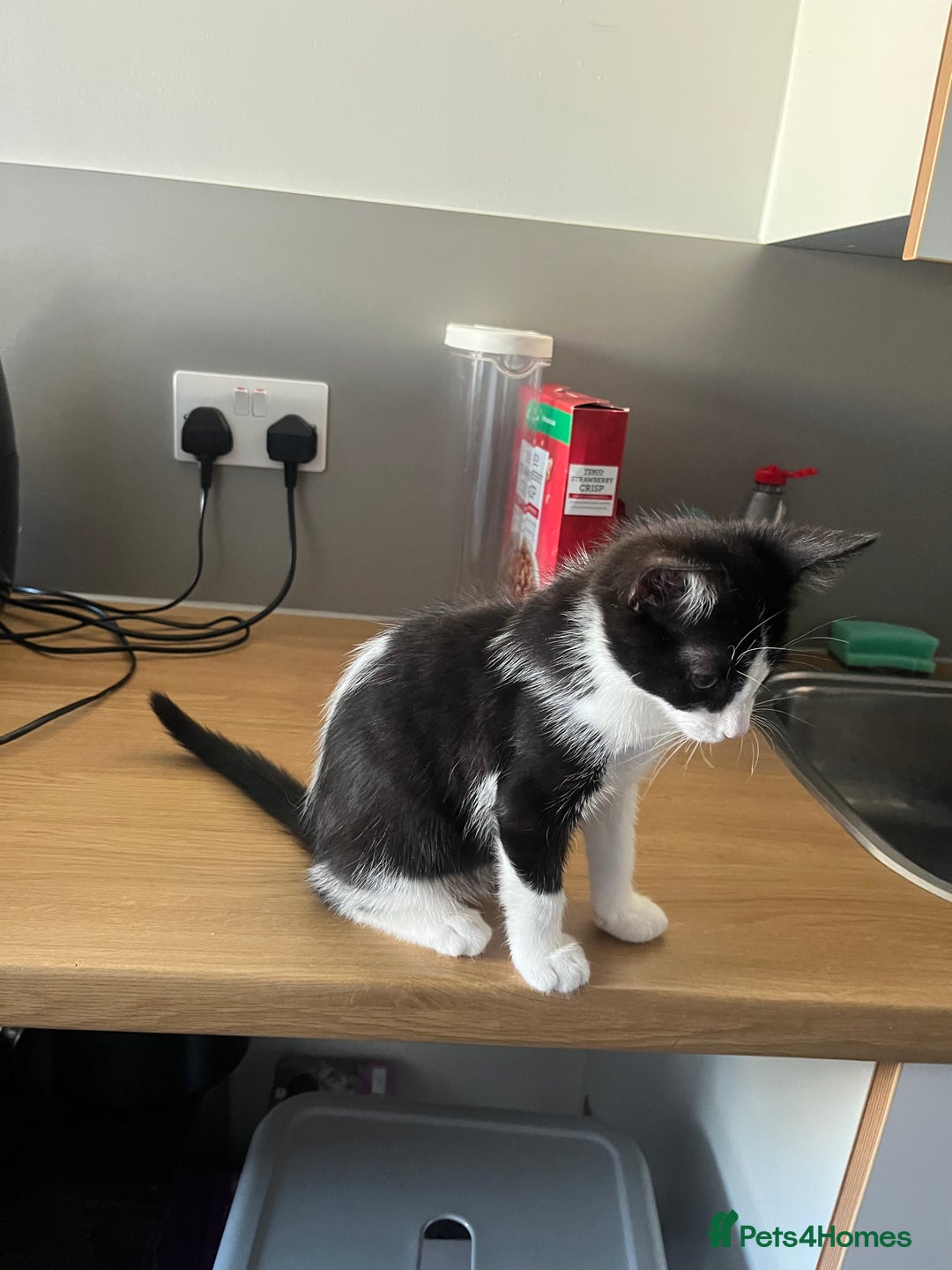 Mixed Breed cats for sale: boy kitten for sale  - Advert 4