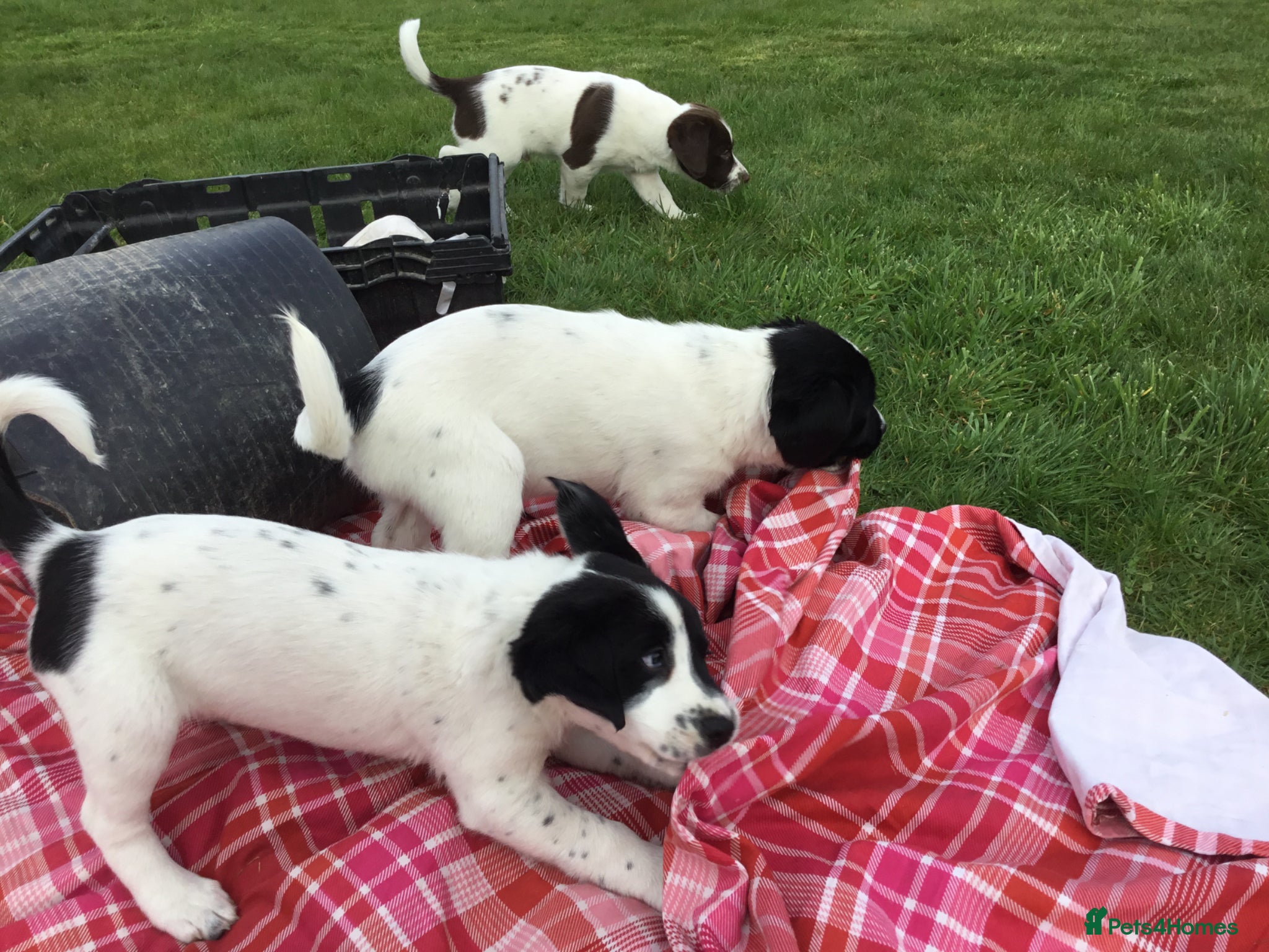 Mixed Breed dogs Sprollies - Advert 2