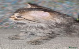 Persian cats for sale: Persian Kittens ready now - Image 10