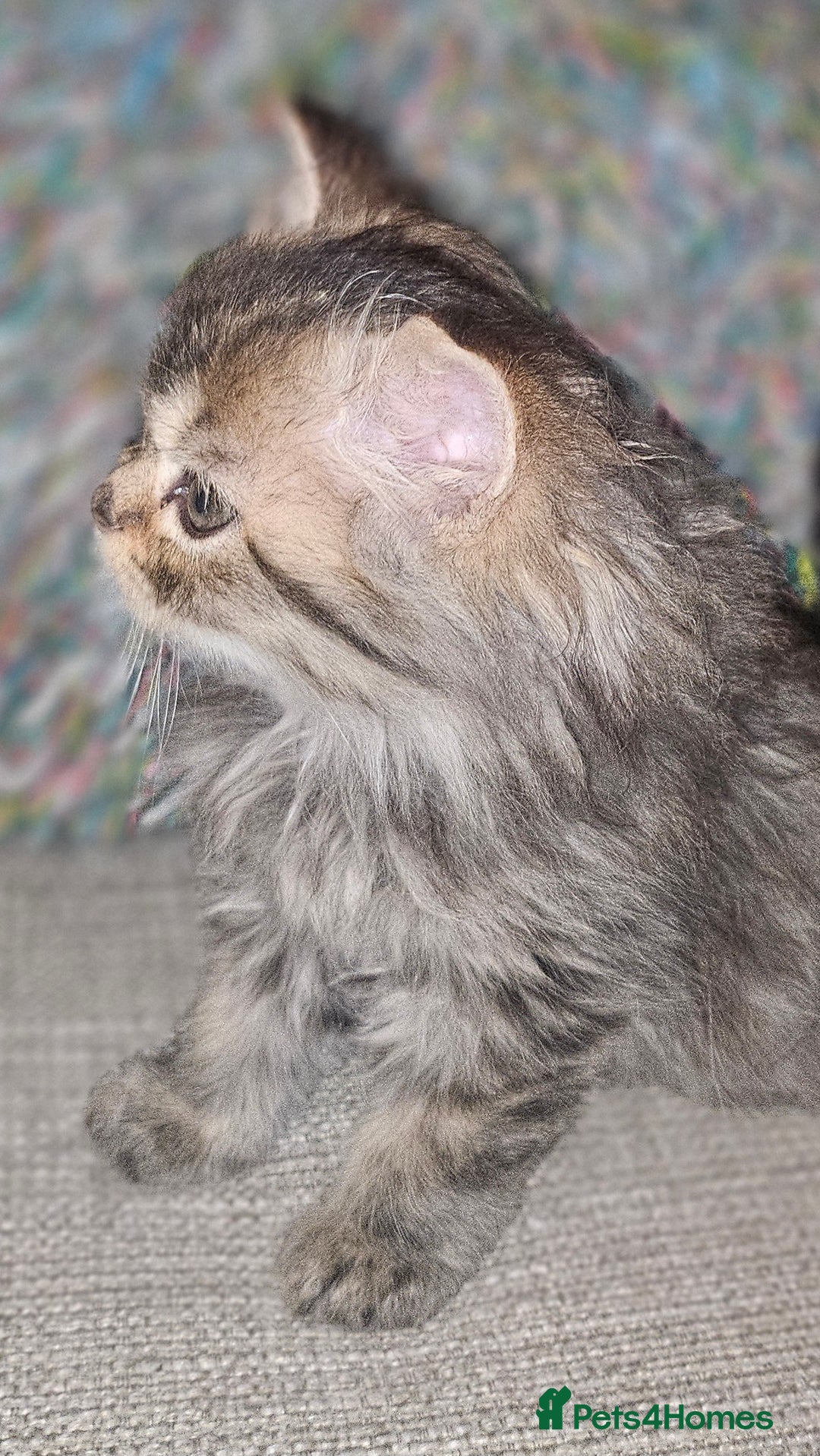 Persian cats for sale: Persian Kittens ready now - Image 10