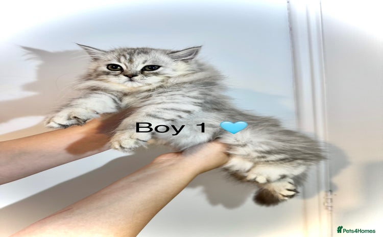 Persian cats - Advert 7