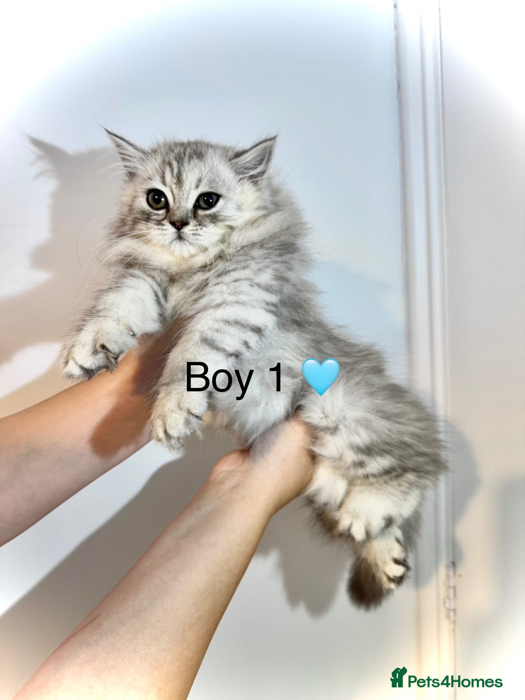 Persian cats for sale: Persian kittens - Image 1