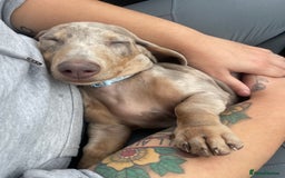 Miniature Dachshund dogs for sale: Miniature Dachshund - Advert 2