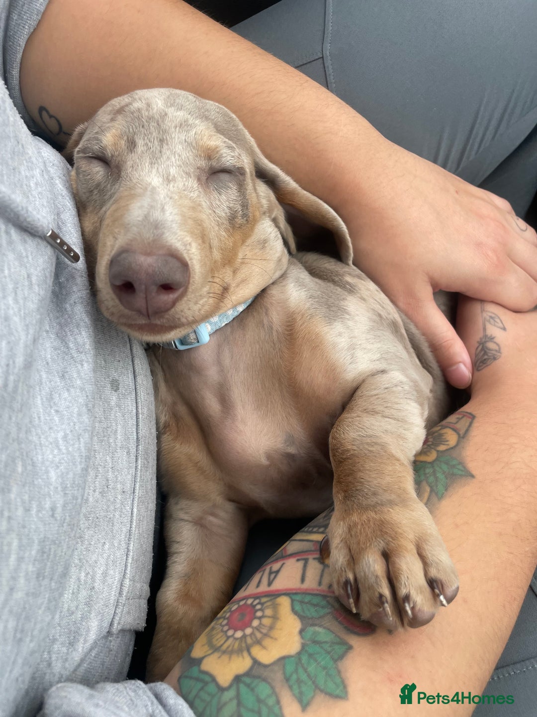 Miniature Dachshund dogs for sale: Miniature Dachshund - Advert 2