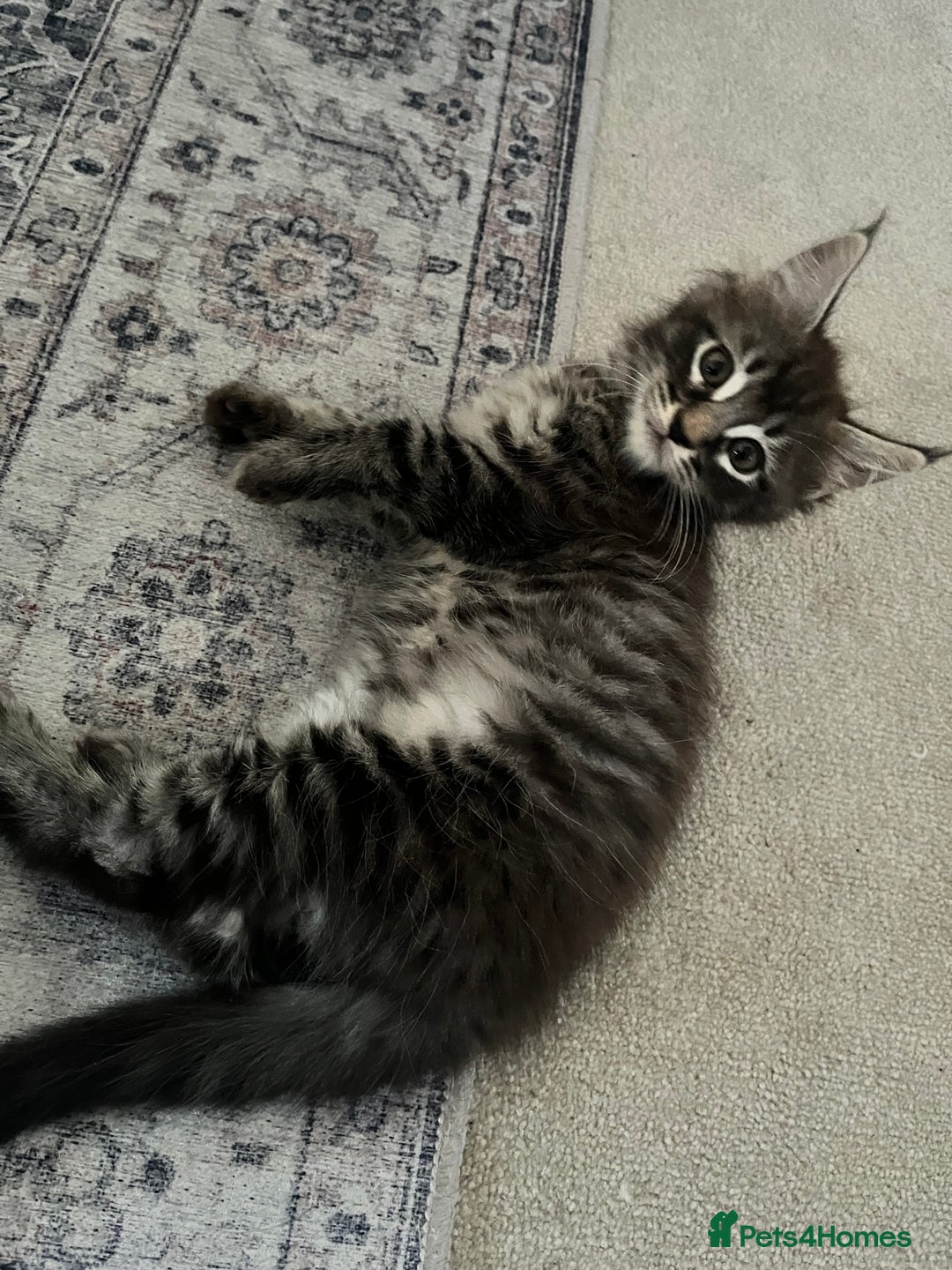 Maine Coon cats for sale: Maine Coon Kittens for Sale 4 Boys Left  - Image 17