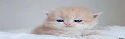 British Shorthair cats for sale: Lilac Chinchilla Longhair Boy  - Advert 5