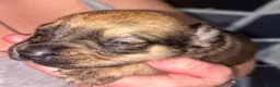 Mixed Breed dogs for sale: BEAUTIFUL BOXER X AMERICAN BULLDOG PUPPIES - Advert 7