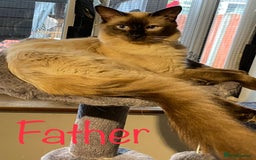 Ragdoll cats for sale: 🐈❤️5 Pure Ragdolls Waiting for Loving Family❗️❤️ - Image 40