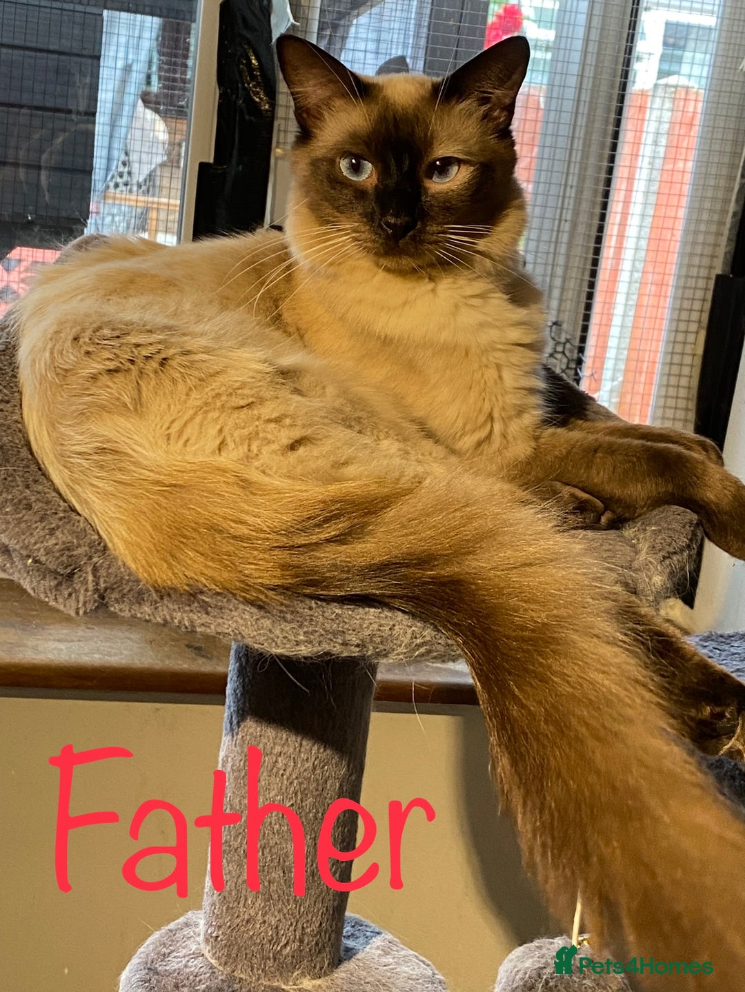 Ragdoll cats for sale: 🐈❤️5 Pure Ragdolls Waiting for Loving Family❗️❤️ - Image 40