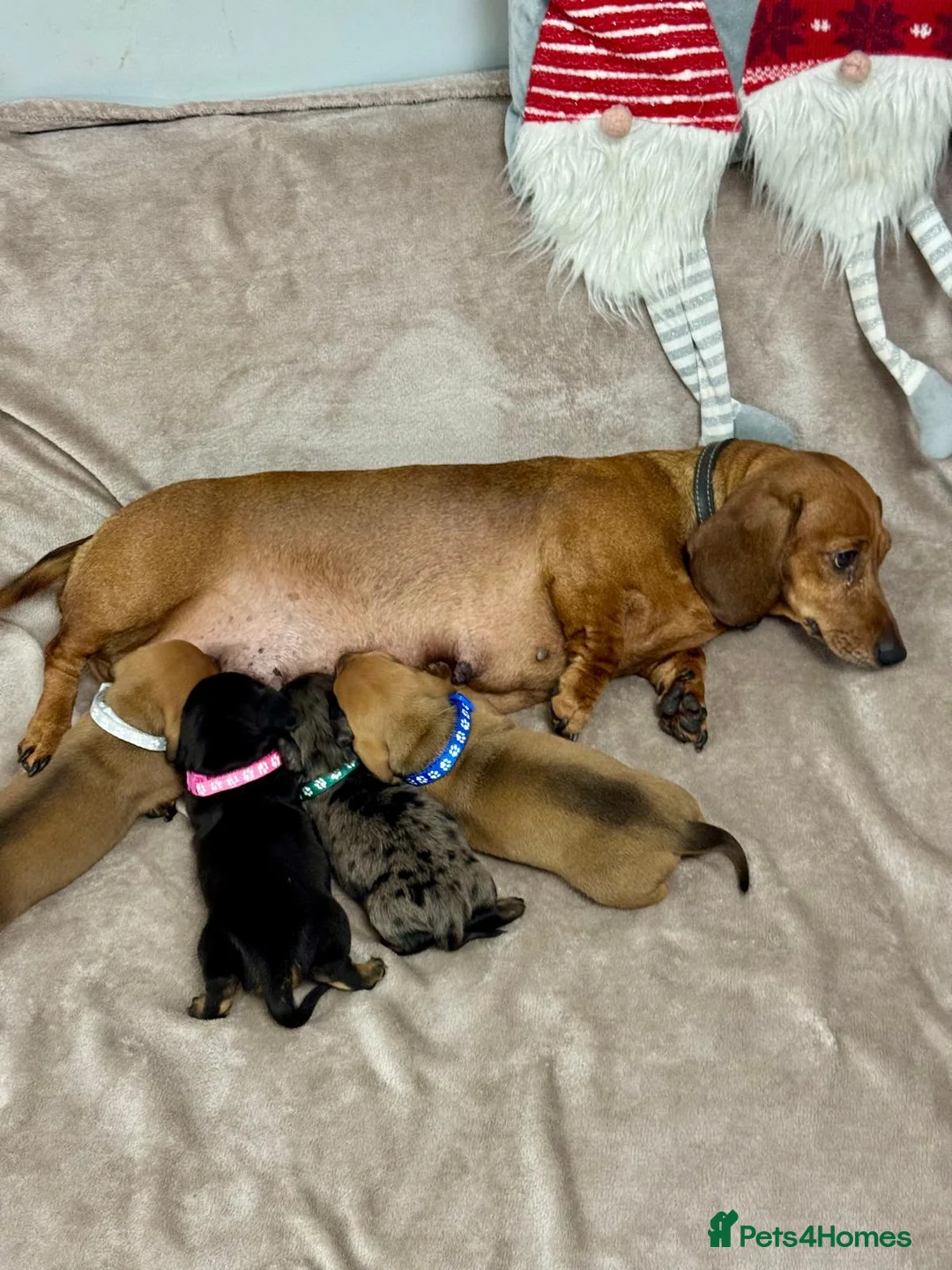 Miniature Dachshund dogs for sale: Last 2 boys miniature dachshund ready to leave now - Advert 2