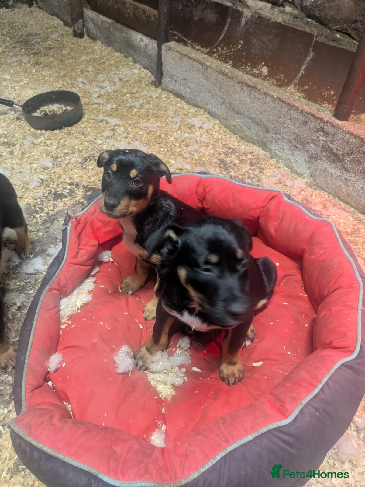 Australian Kelpie dogs Keplie puppies from working parents - Advert 2