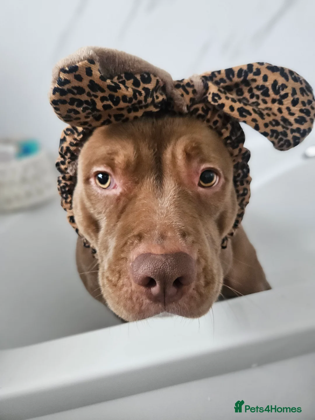 Staffordshire Bull Terrier dogs for sale: 16 month old liver & white Staffy cross - Advert 4