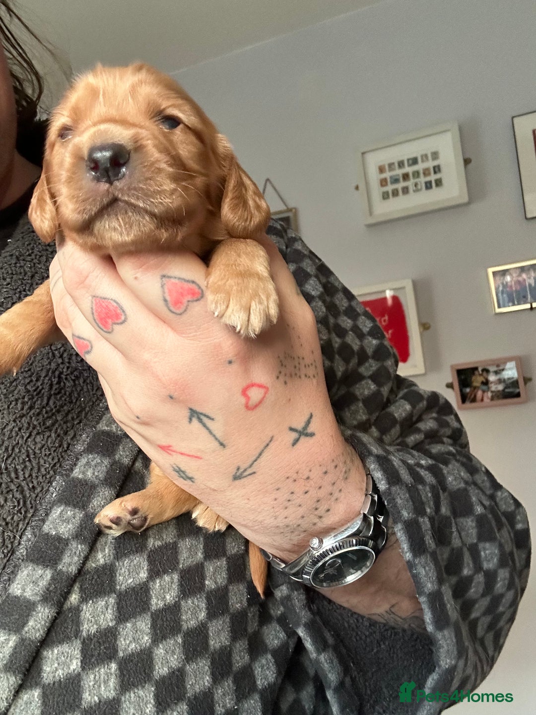 Cocker Spaniel dogs for sale: Cocker spaniel  - Advert 16