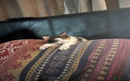 British Shorthair cats for sale: Beautiful kitten  - Image 2
