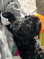 Shihpoo dogs - Advert 16