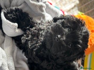 Shihpoo dogs - Advert 4