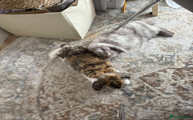 Dwarf Lop rabbits - Advert 2